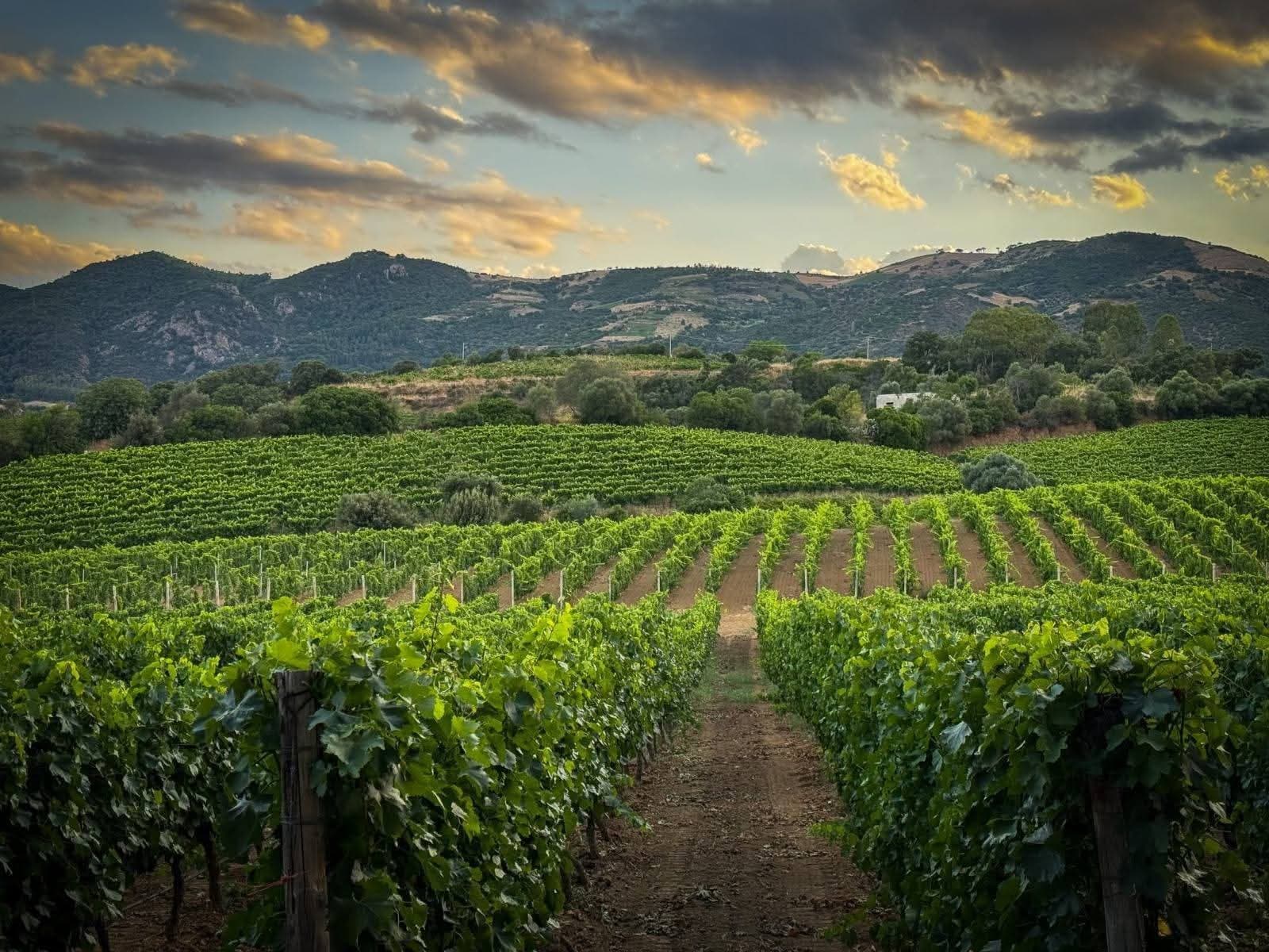 L'olio come simbolo contemporaneo di cultura, esperienza e territorio all'Oleificio Pelau